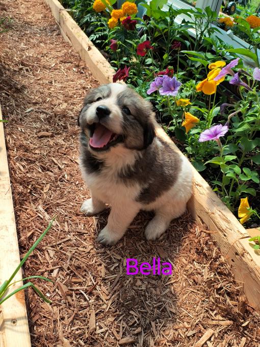 Bernese Mountain Dog X Great Pyrenees