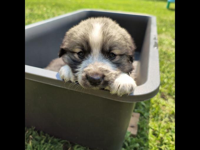 Bernese Mountain Dog X Great Pyrenees