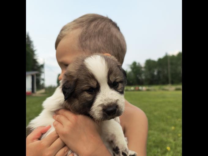 Bernese Mountain Dog X Great Pyrenees