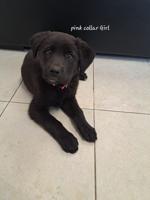 Lab x