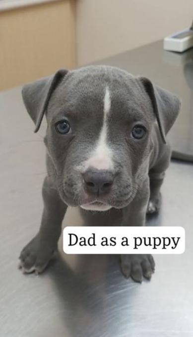 Pitbull