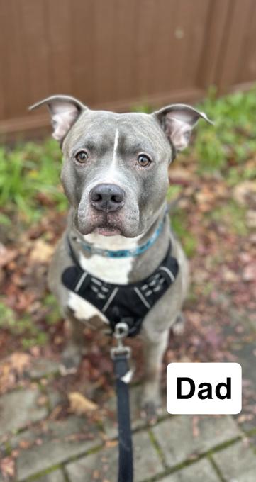 Pitbull