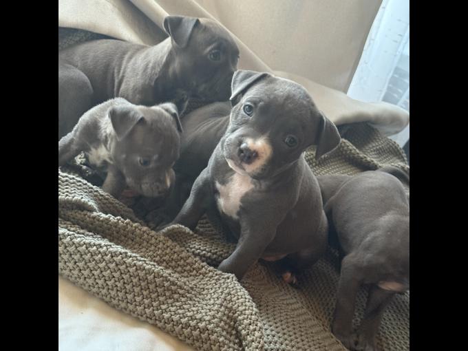 Pitbull