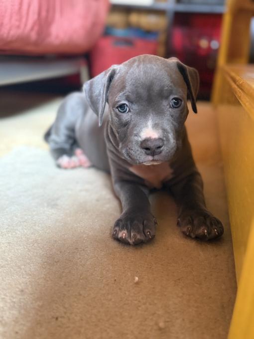 Pitbull