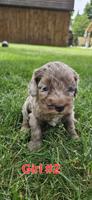 Cockapoo