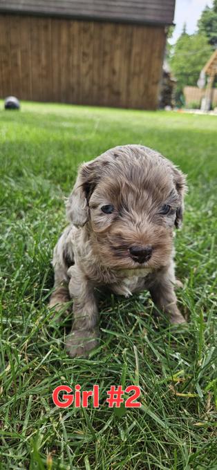 Cockapoo