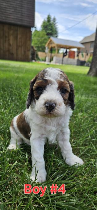 Cockapoo