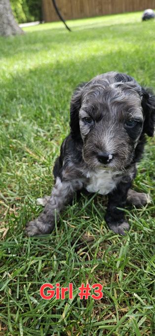 Cockapoo