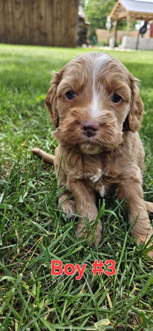 Cockapoo