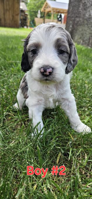 Cockapoo