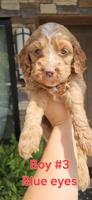 Cockapoo