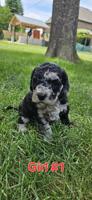 Cockapoo