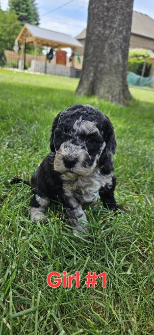 Cockapoo