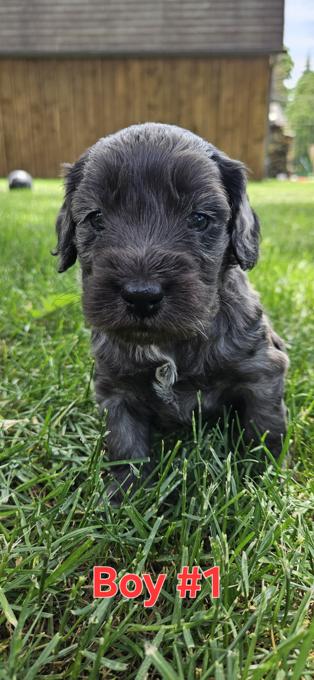 Cockapoo