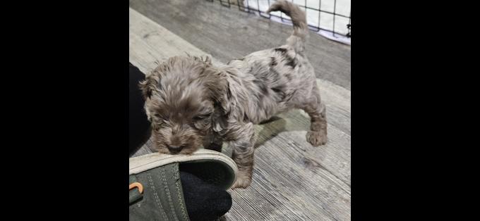 Cockapoo