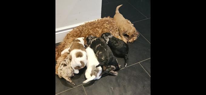 Cockapoo