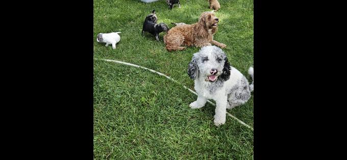 Cockapoo