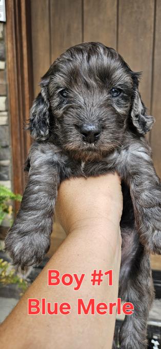 Cockapoo