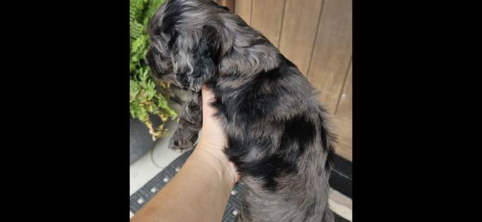 Cockapoo