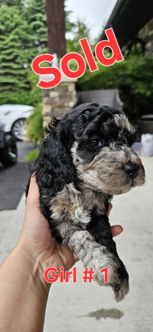 Cockapoo