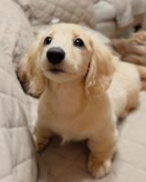 Dachshund Puppies