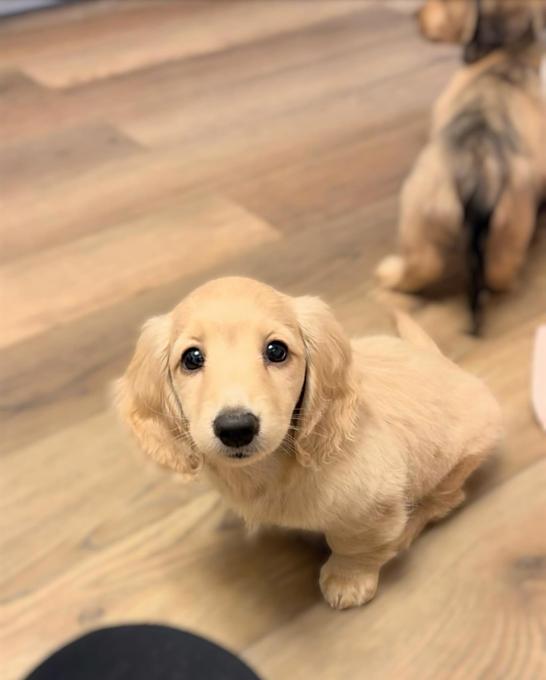 Dachshund Puppies