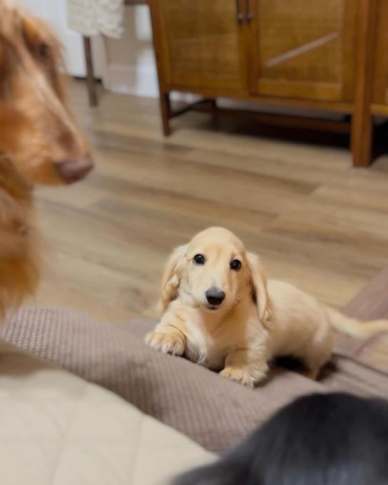 Dachshund Puppies