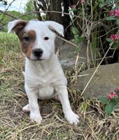 Border Collie / Heeler