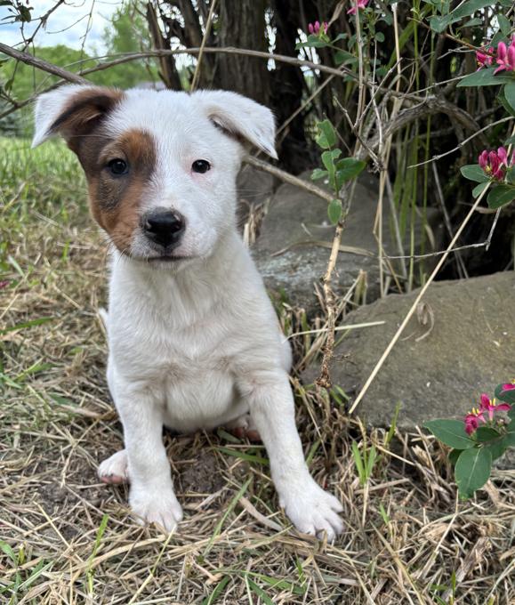 Border Collie / Heeler