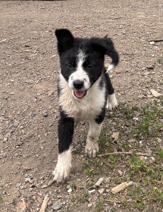 Border Collie / Heeler