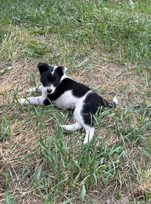 Border Collie / Heeler