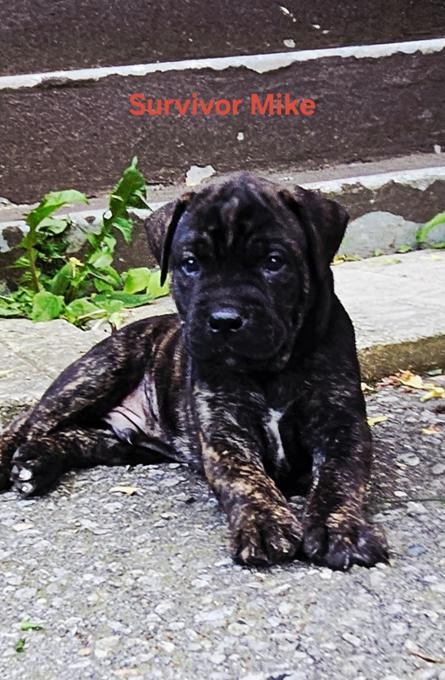 Cane Corso