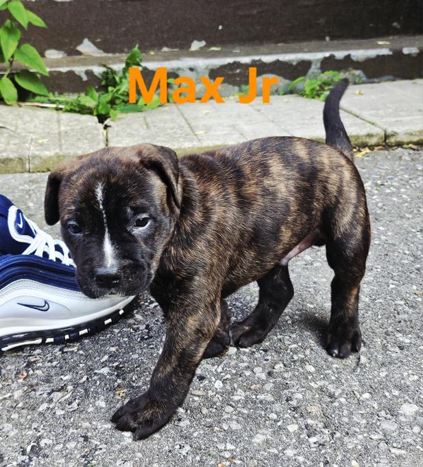 Cane Corso