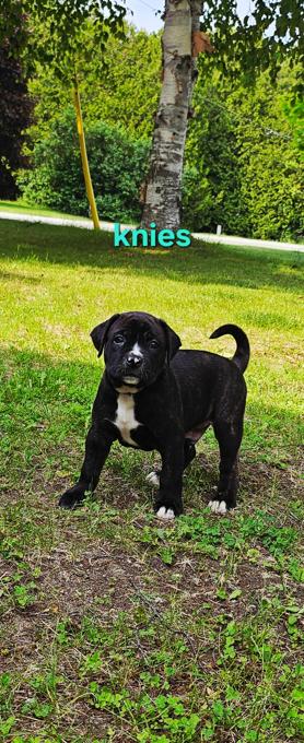 Cane Corso
