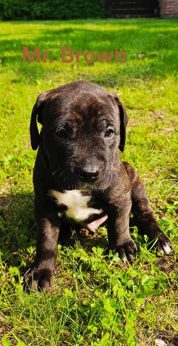 Cane Corso