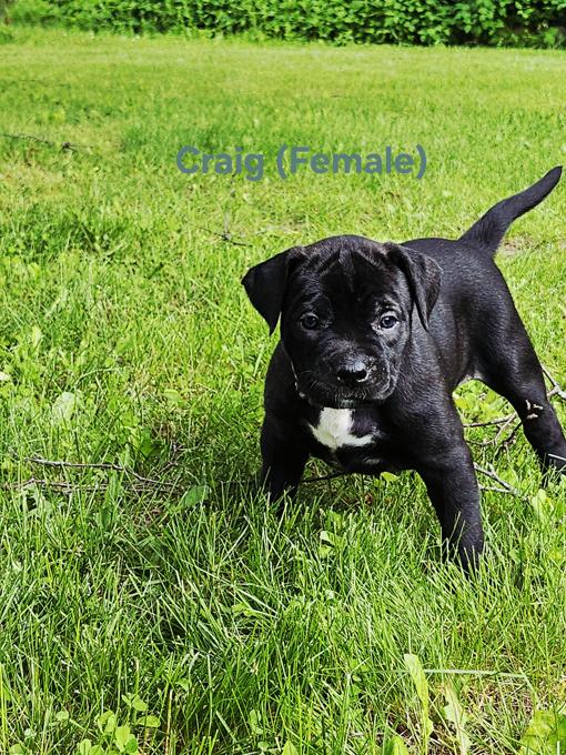 Cane Corso