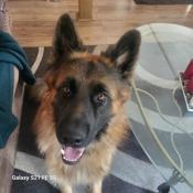 German shepherd long coat