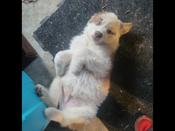 Great pyrenees mix