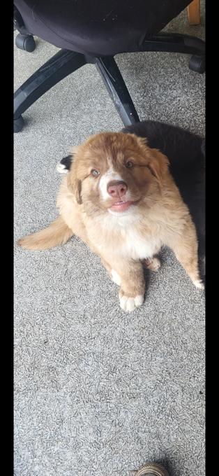 Great pyrenees mix