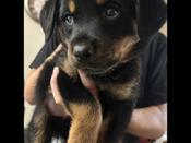 Rottweiler
