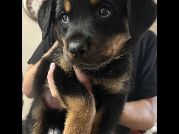 Rottweiler