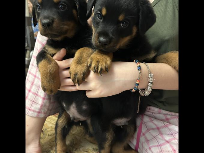 Rottweiler
