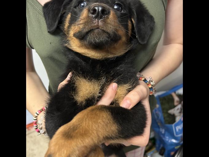 Rottweiler
