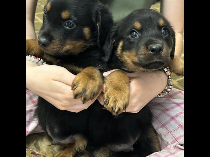 Rottweiler