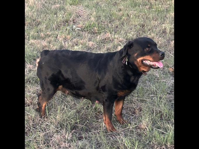 Rottweiler