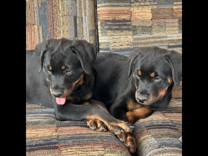 Rottweiler