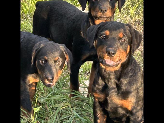 Rottweiler