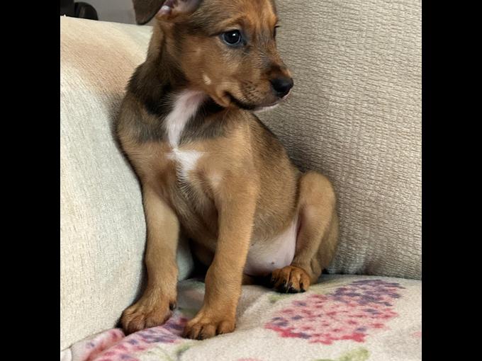 Lab/ retriever Rottweiler