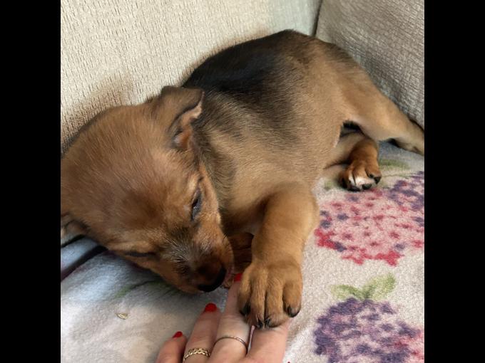 Lab/ retriever Rottweiler