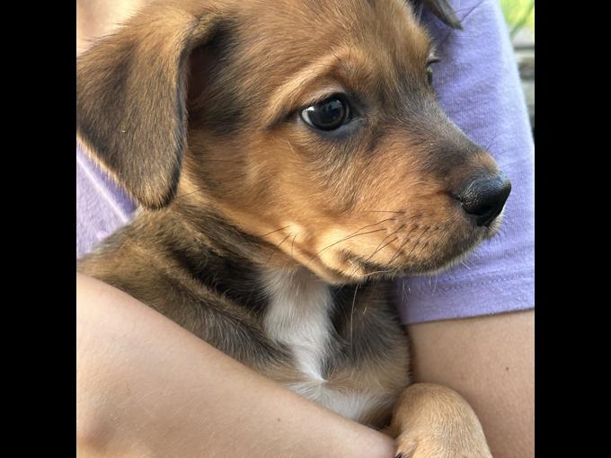 Lab/ retriever Rottweiler